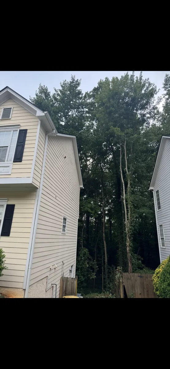 After: maple canopy lift from house and roof in Kennesaw, GA