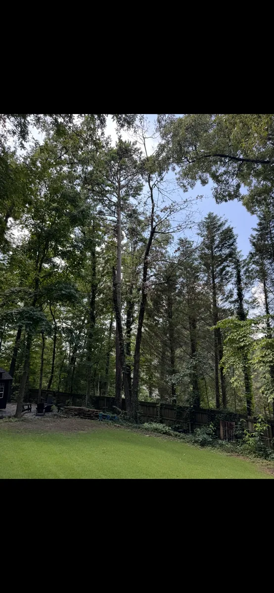 Before: codominant dead tree removed near fence in Acworth, GA