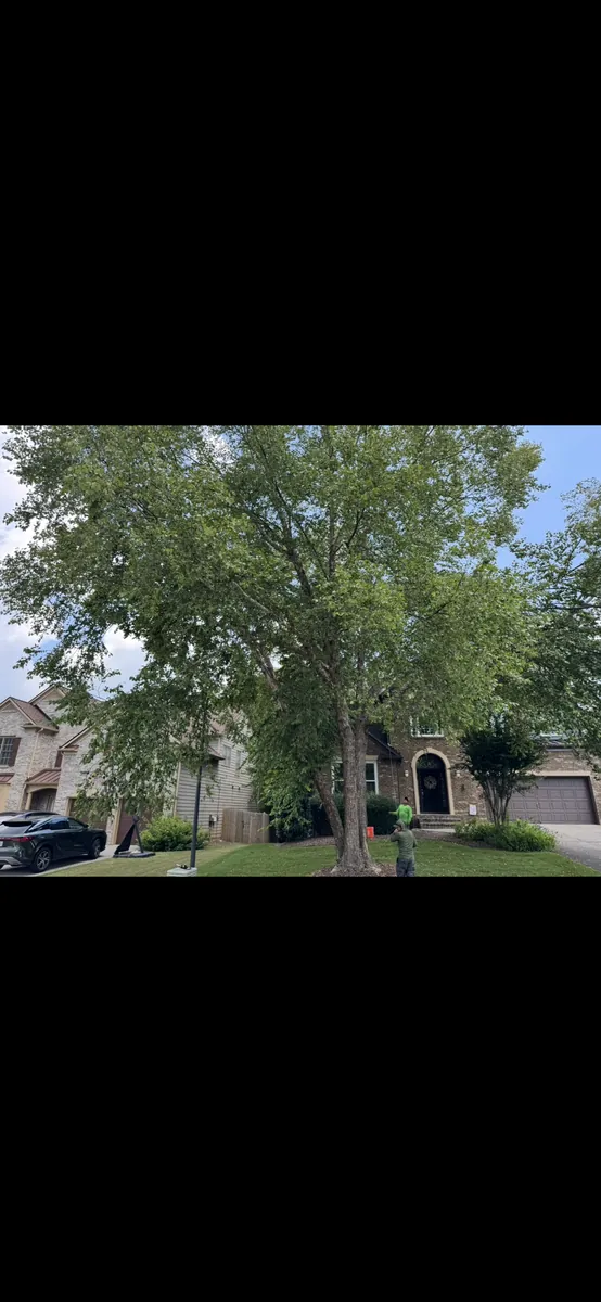 Before: river birch canopy lift for sunlight and curb appeal in Buckhead, GA