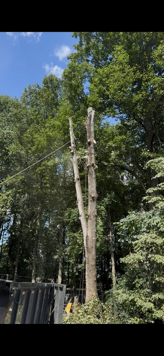 Before: poplar removal from driveway and fence in Marietta, GA