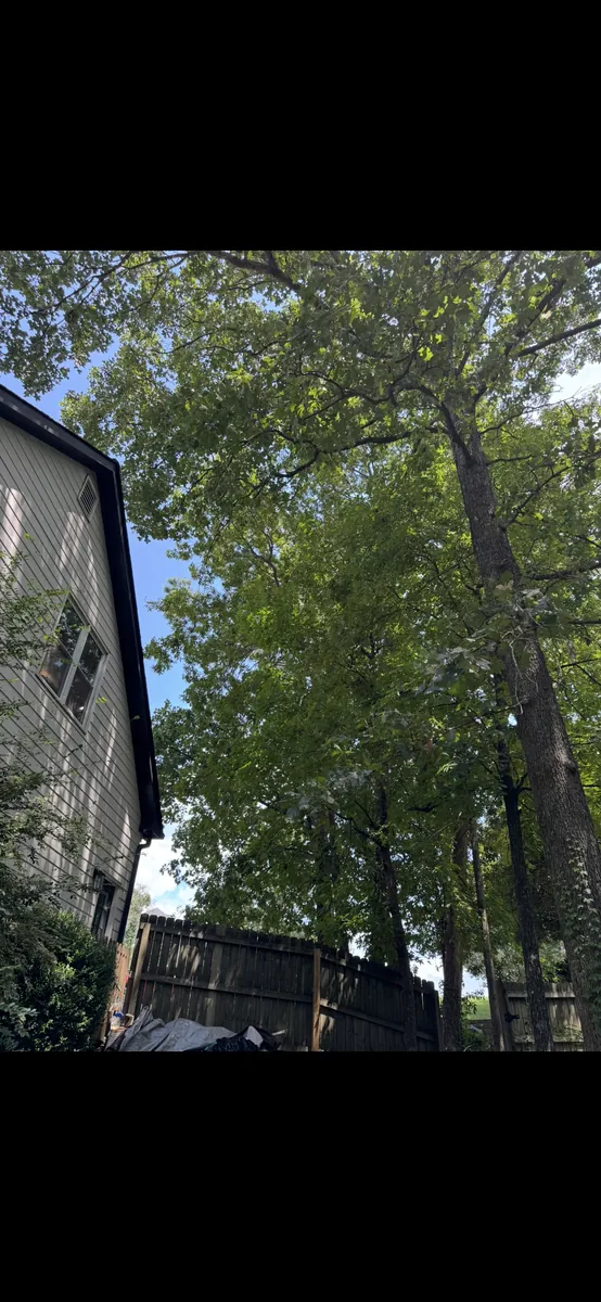 Before: oak pruning away from siding, roof and gutters in Kennesaw, GA