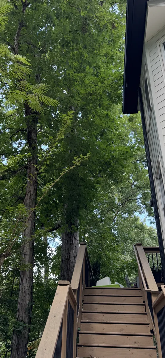 Before: two oak trees pruned away from deck in Woodstock, GA
