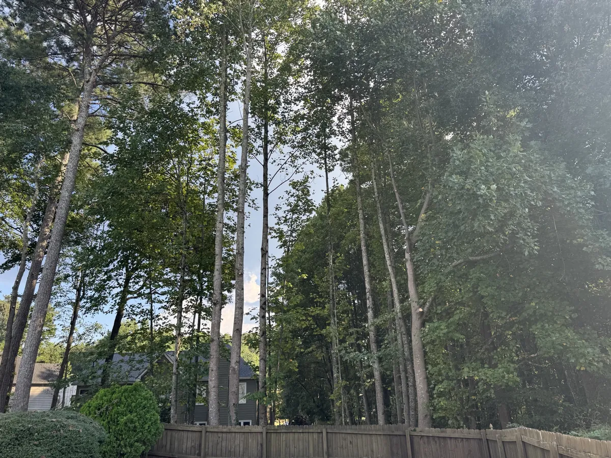 After: fence-line canopy lift for more sunlight in Marietta, GA