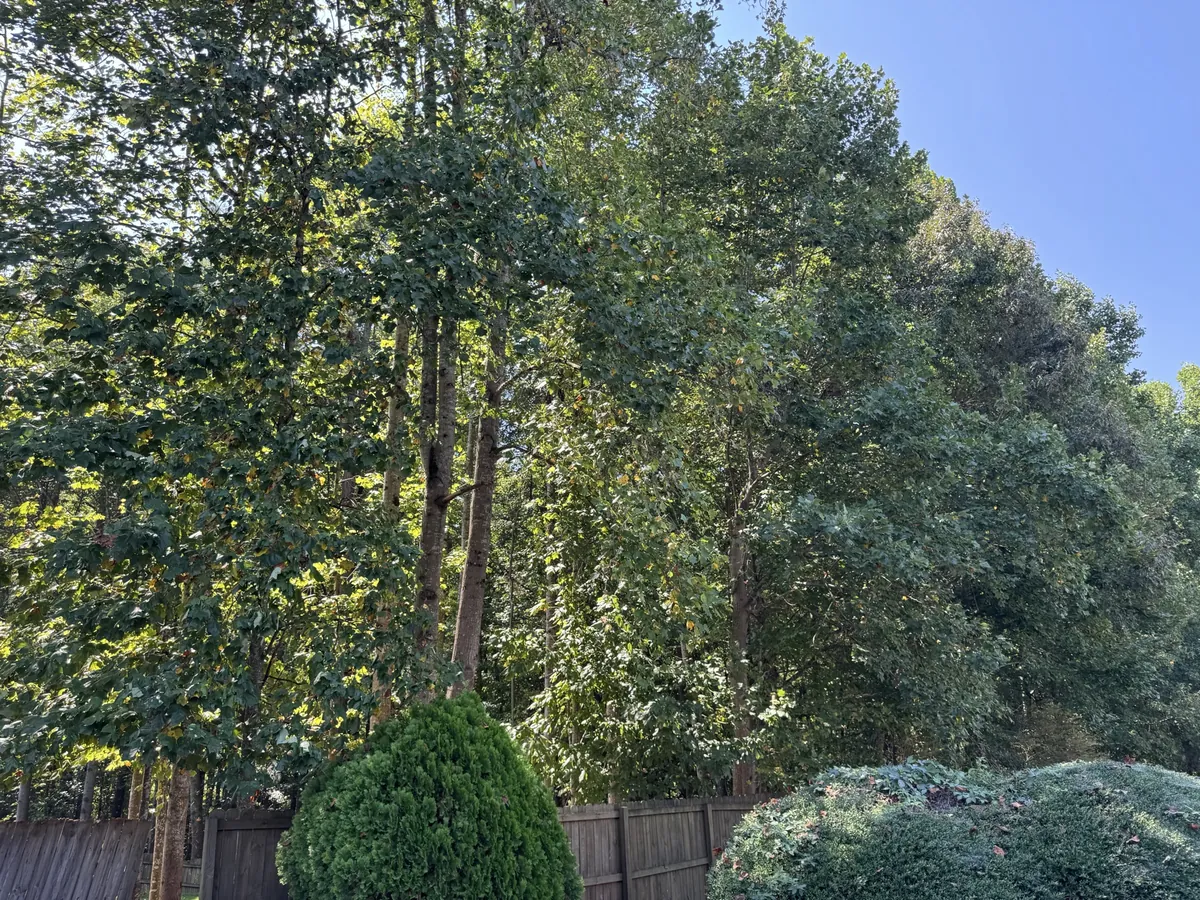 Before: fence-line canopy lift for more sunlight in Marietta, GA