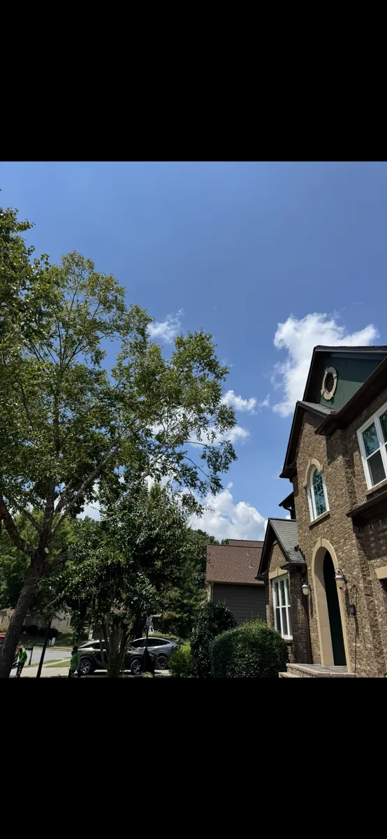 After: river birch canopy lift from house in Acworth, GA