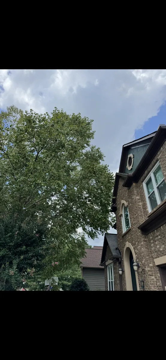 Before: river birch canopy lift from house in Acworth, GA